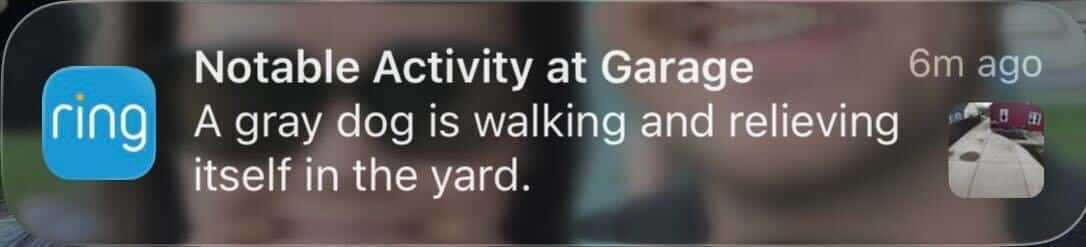 Screen shot of Ring Camera notification altering user of a gray dog in their yard.